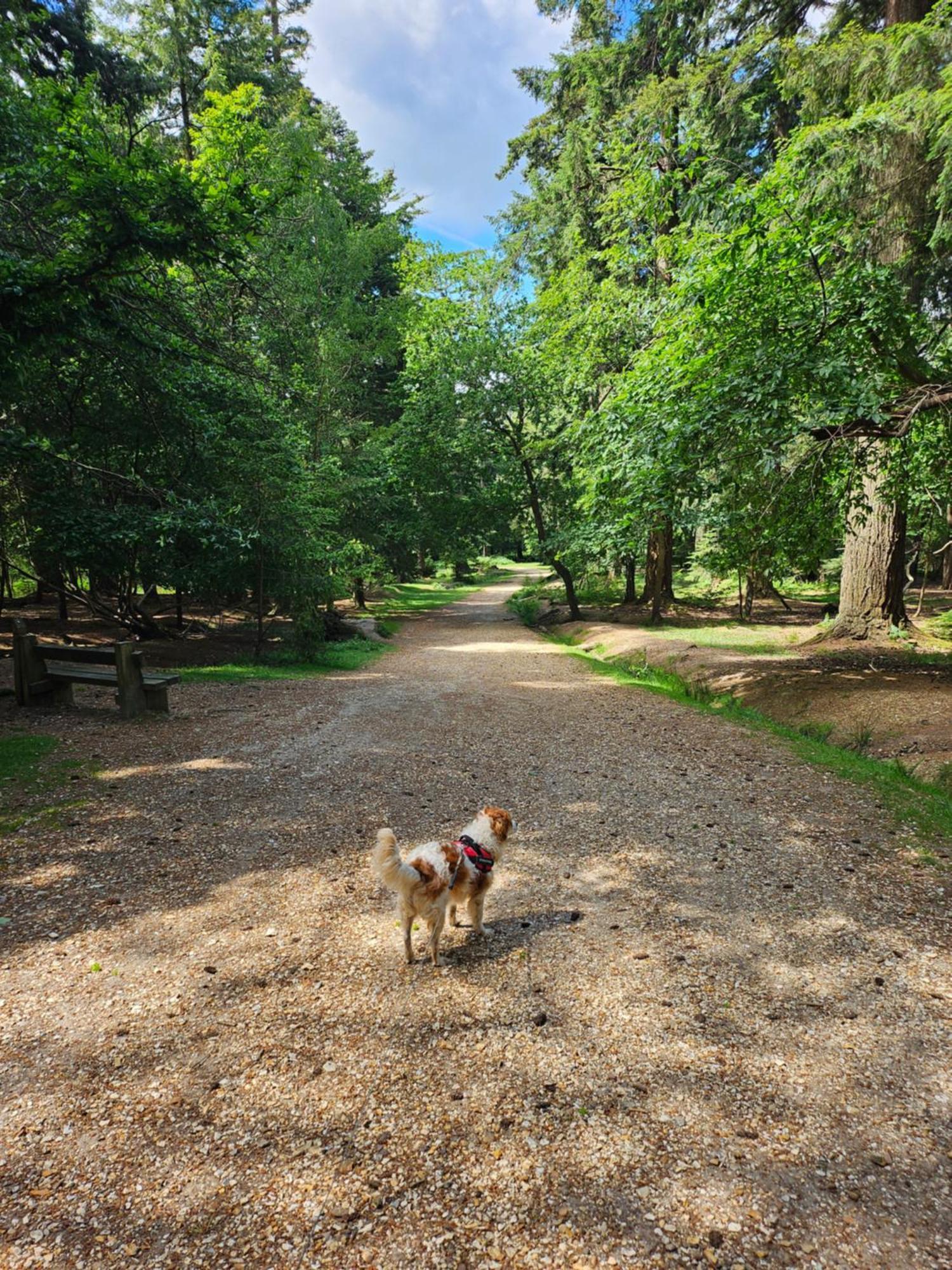 Campsite New Forest 2-bed Premium Home, Hoburne Bashley Park,new Milton, Park Leisure Pass At An Additonal Cost *